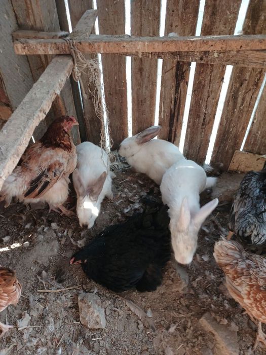 Quyonlar sotiladi xarxil zoti bor katta kichik