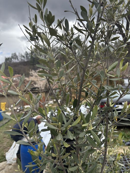 Маслиново дърво високо 2метра