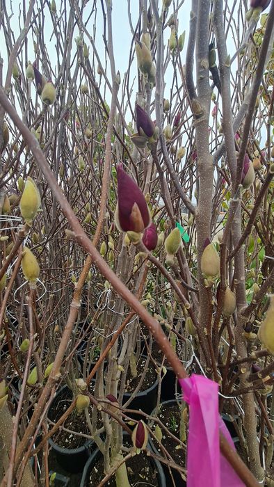 Magnolia  movă ,roză cu alb