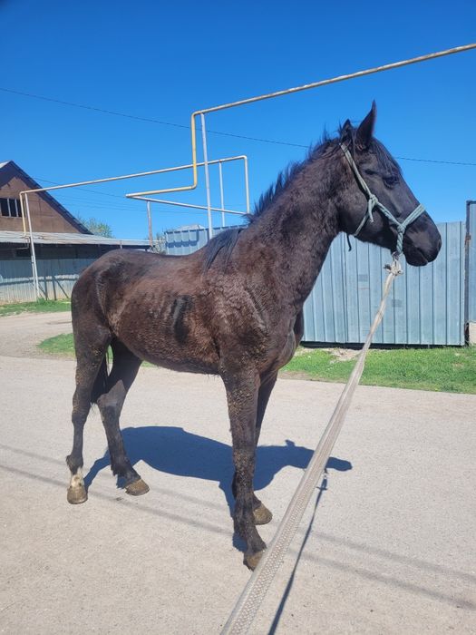 Айгыр сатылады Дөнен полукров