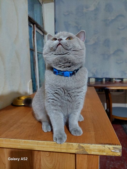 Вязки Британии лиловый