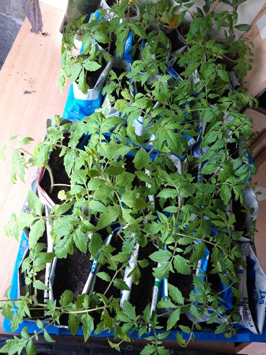 Перец, томаты, баклажаны