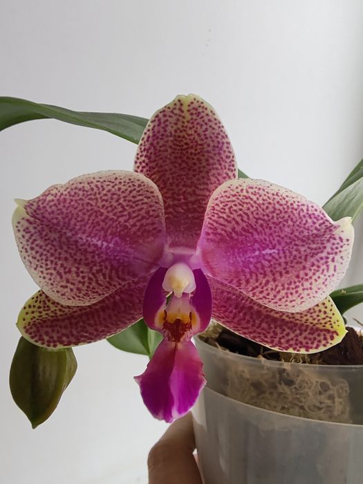Орхидея фаленопсис