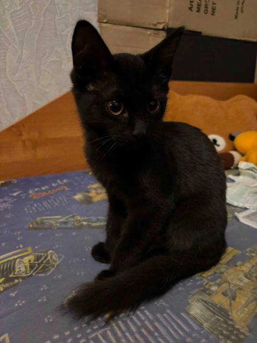 Отдам в добрые руки котенка
