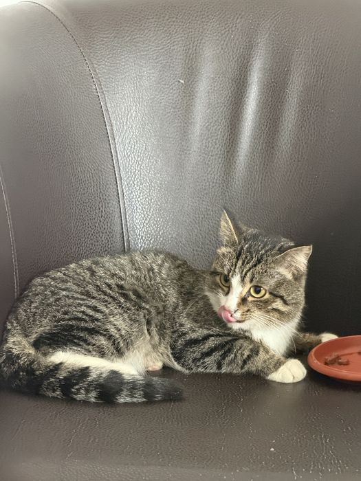 Отдам котика срочно