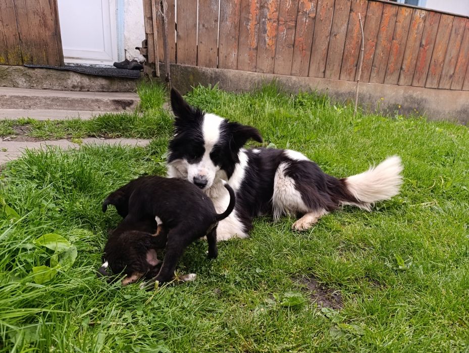 Ofer spre adoptie 3 pui de catei