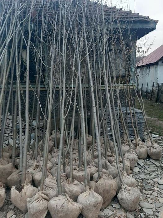 Copaci stejar roșu tei mesteacăn platan catalpa paltin