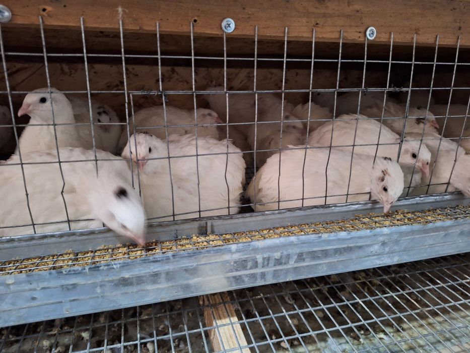 Бодене  Белый гигант