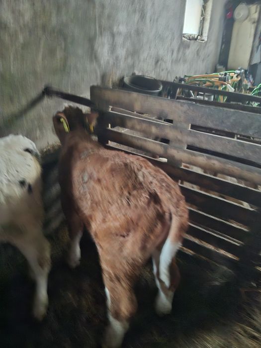 Vând vițea bălțată