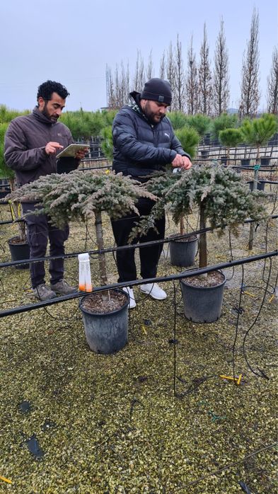 Juniperus pe picior ienuper