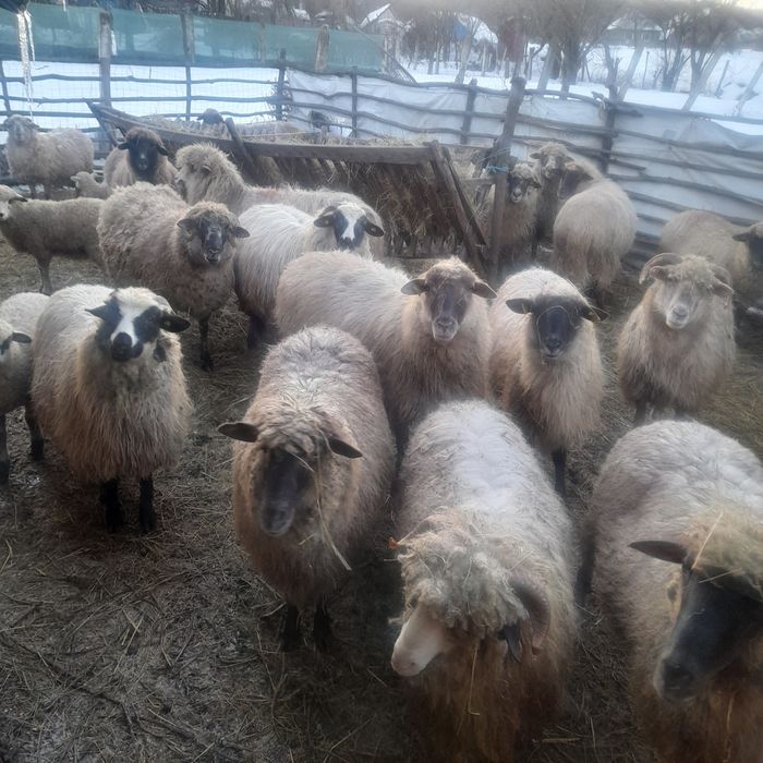 Vand 16 0i si un noatin