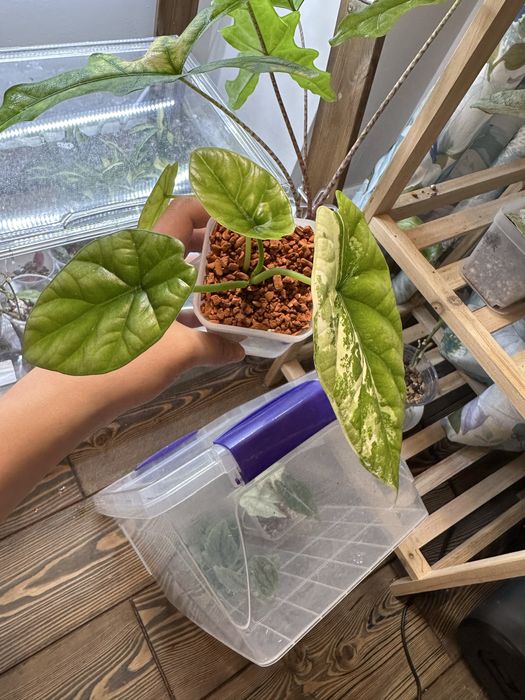 Алоказии сортовые