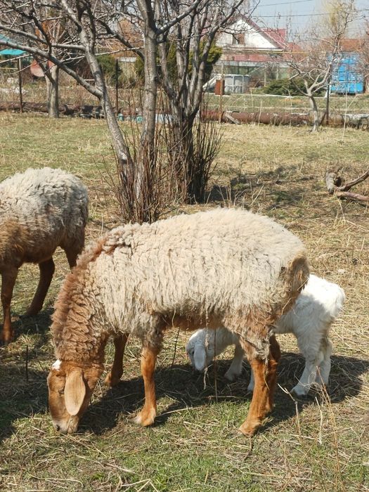 Арашан койлар козысымен