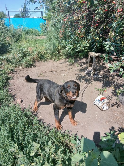 Кобель ротвейлер