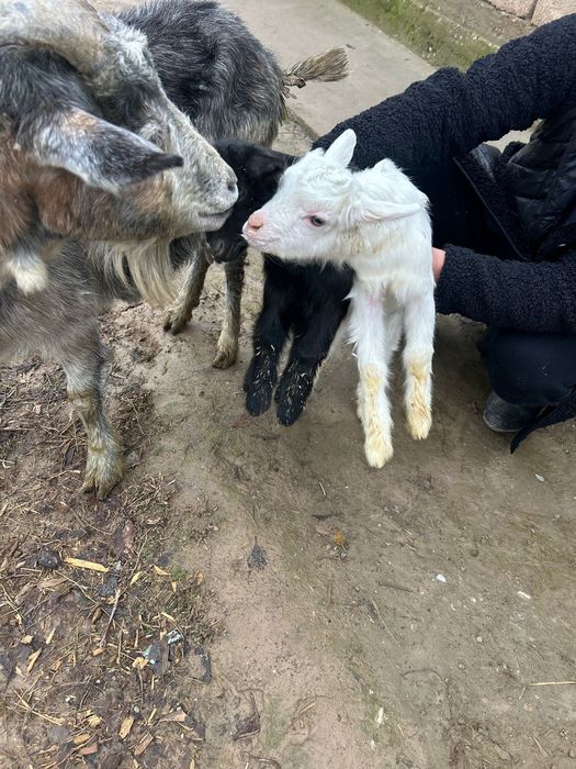 Ешки коза заанен