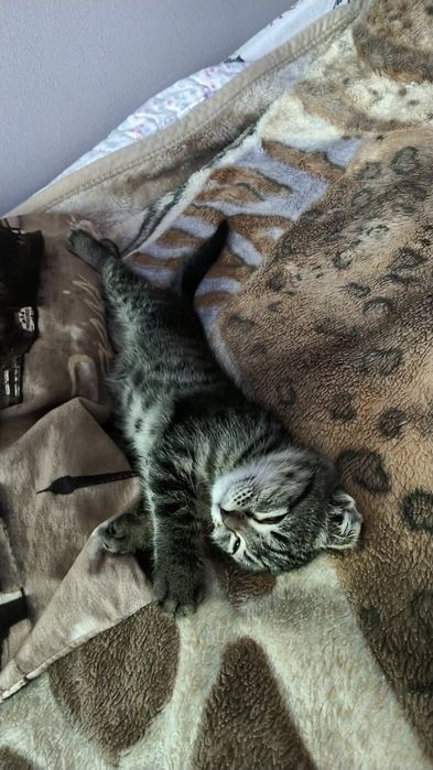 Отдам котёнка вислоушку