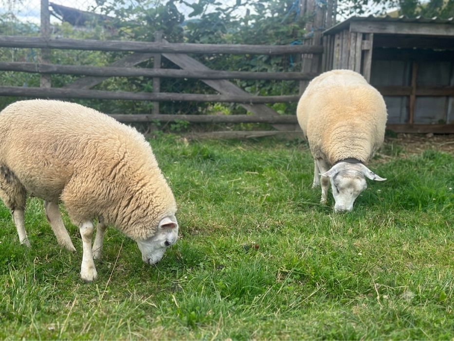 Ovine Rasa TEXEL de Vânzare: Oi, Berbeci și Tineret