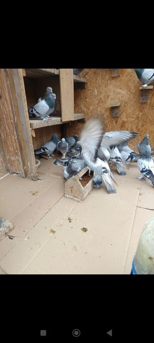 Porumbei takla turcesc