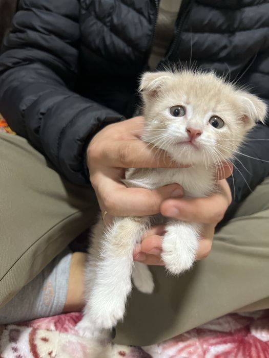 Shinshilla skotish fold