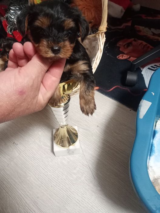 Йорки на 2 месеца момчета