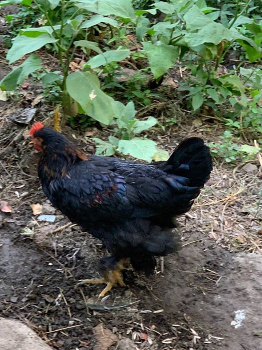 Qora shahzoda xorozlari va jojalar sotiladi.