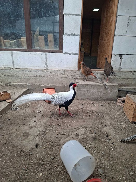 Fazani argintii 2025