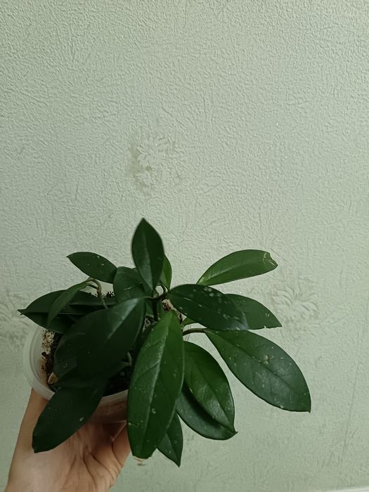 Хона гуллари ( обмен)