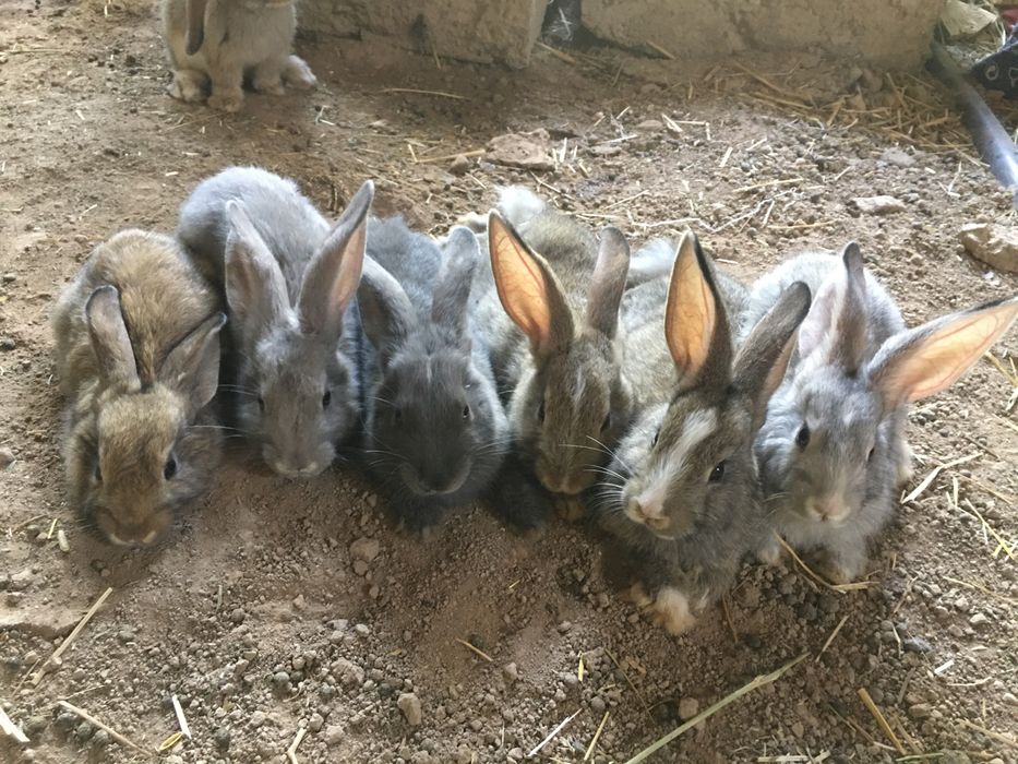 Куёнлар сотилади