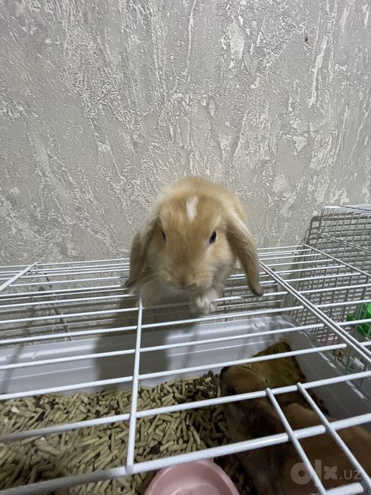 Zotli va Sogʻlom quyon damashni uyda va domda parvarish qilsa boladi