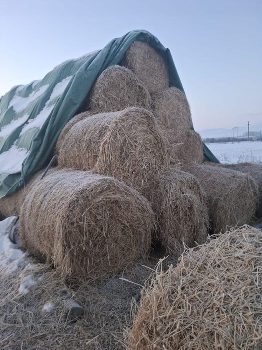Vand baloti de fan amestecati cu lucerna