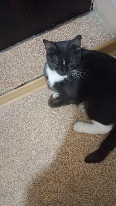 Отдам кота 2 года