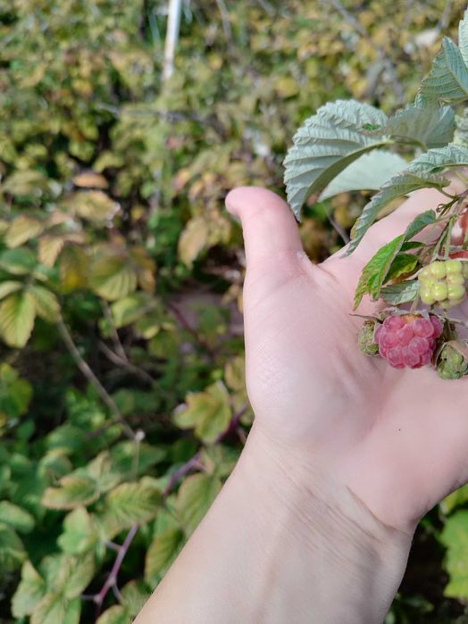 Продам дачу  10,4 соток