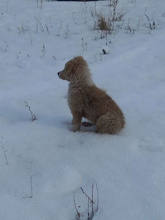 Щенок девочка 3 месяца