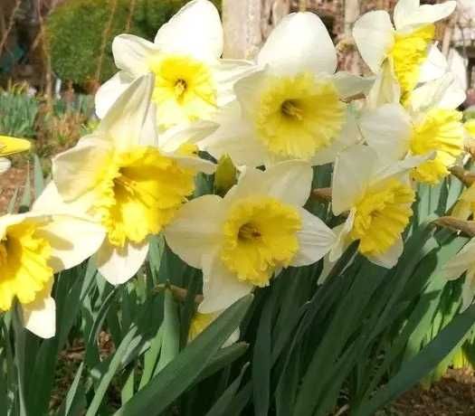 10 броя луковици