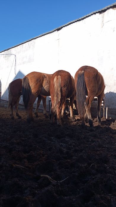 Продам кунан оптом.