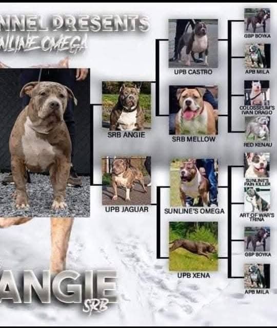 Американско Були Хл American bully Xl ABKC
