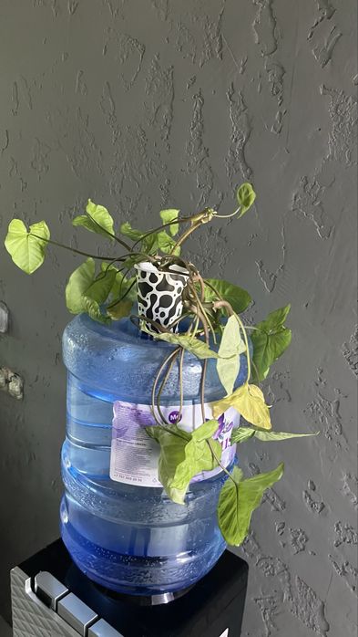 Цветы комнатные