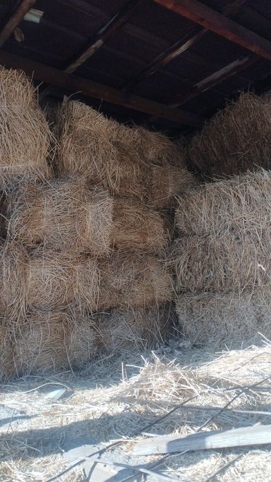 Продам чистый  клевер