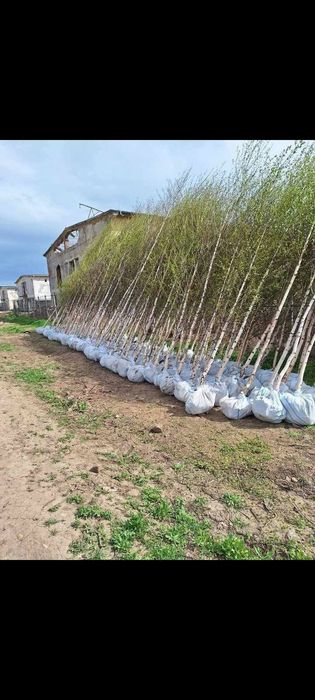 Vând mesteacăn alb diferite înălțimi prețul pleacă de la 60 RON bucata