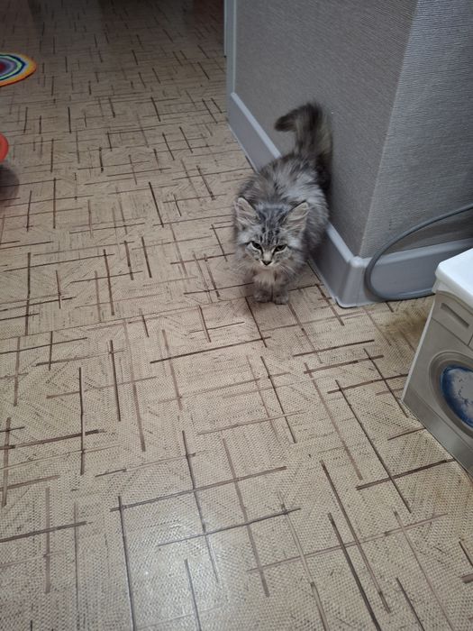 Котенок метис найден