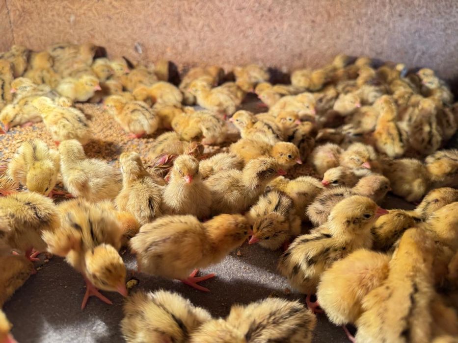 Вывод перепелов на заказ