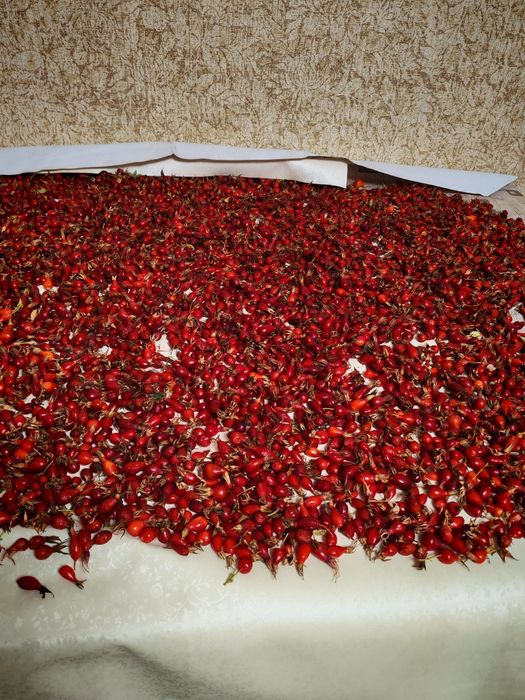 Продам шиповник сегодня собрали