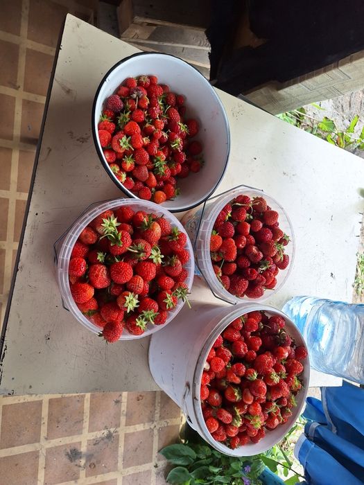 Продам дачу в Сортировке, общество Ромашка