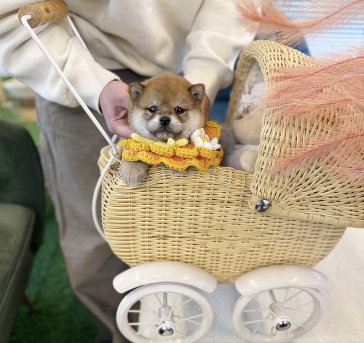 Shiba inu toy de vanzare