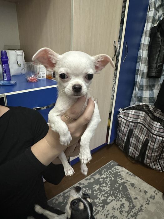 Продам щенка мини чихуахуа