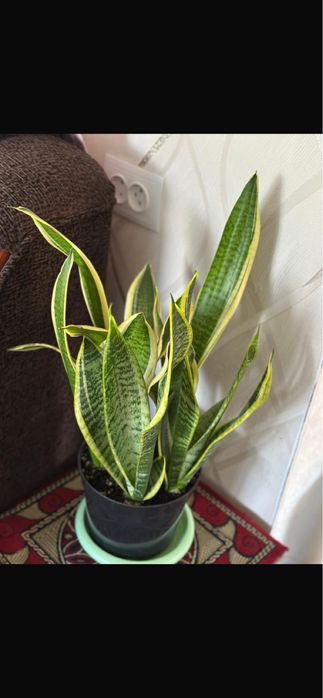 Сансиверия Лауренти