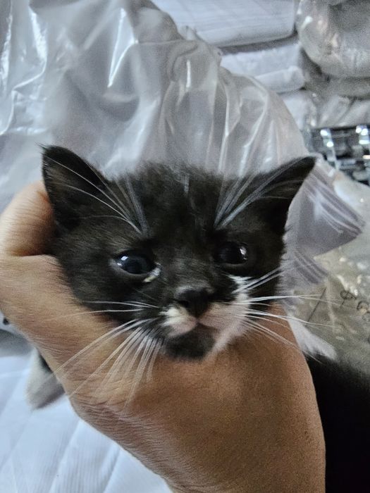 Малки сладки котенца