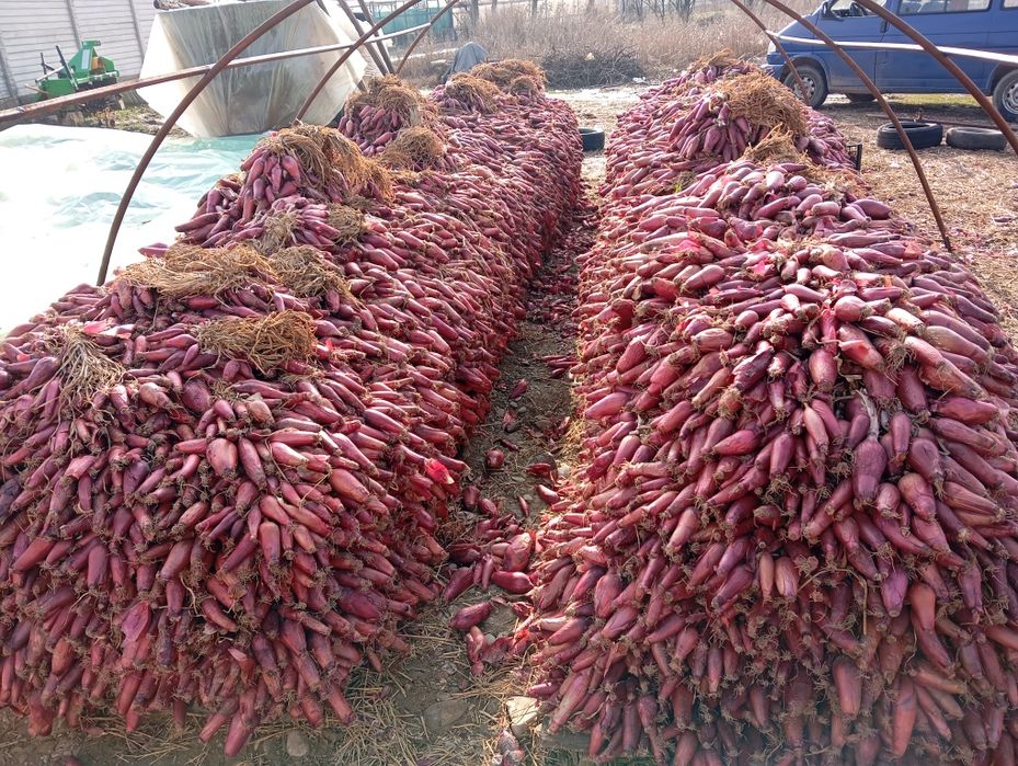 Ceapa roșie de buzau