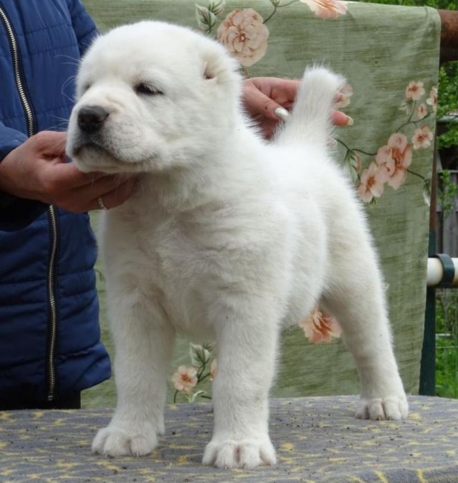 Продаются щенки Алабая