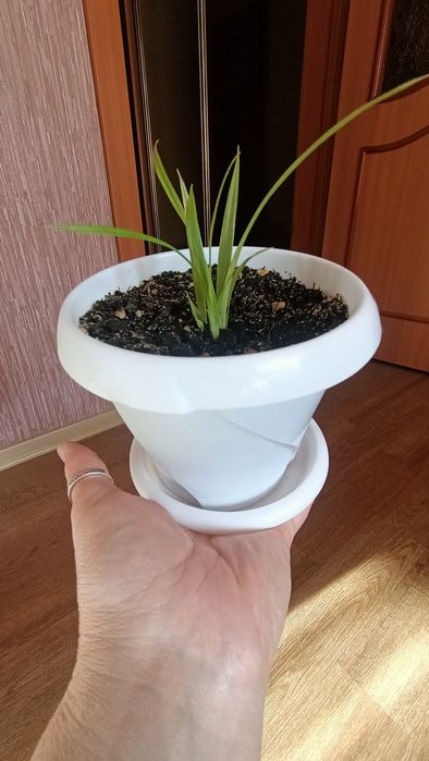 Панданус (Винтовая Пальма)